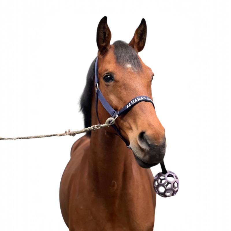 Licol brodé pour cheval Licol brodé pour cheval